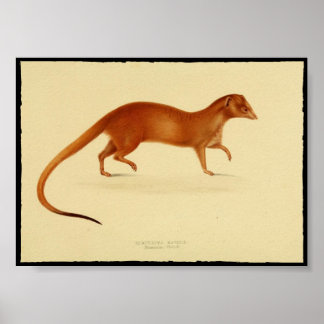 afdruk van het Poster van Mongoose