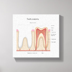 Afdruk van menselijk tand-anatomie, gestrekt canva canvas afdruk