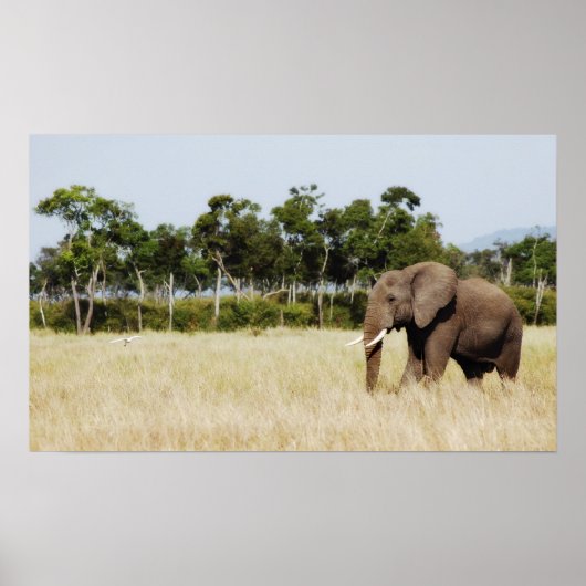 Afdruk van poster van Afrikaanse olifant (Voorkant)