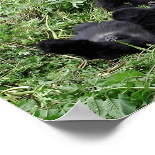 Afdruk van poster van de berggorilla-groep (Hoek)