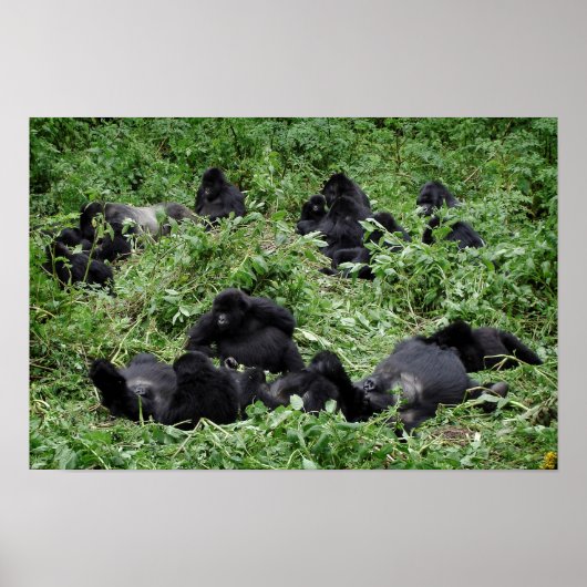 Afdruk van poster van de berggorilla-groep (Voorkant)