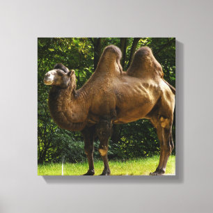 Afdruk van twee opgepompte Camel Canvas