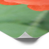 Afdruk Wilde Klaproos Bloem Poster (Hoek)