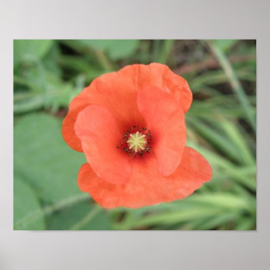 Afdruk Wilde Klaproos Bloem Poster (Voorkant)