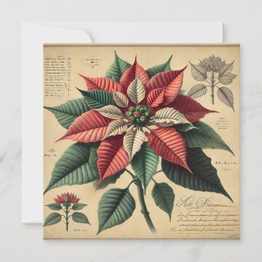 Afdrukbare Retro Poinsettia Botanische plakboek Kaart (Voorkant)