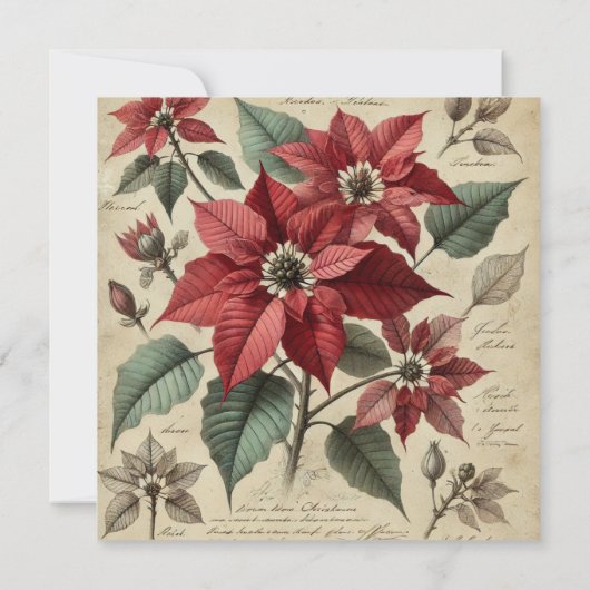 Afdrukbare Vintage Kerstmis Poinsettia Botanical Kaart (Achterkant)