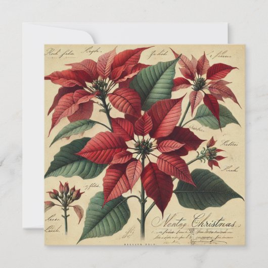 Afdrukbare Vintage Kerstmis Poinsettia Botanical Kaart (Voorkant)