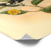 afdrukfunctie voor zwarte vlieger in pied Flycatc Poster (Hoek)