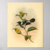  afdrukfunctie voor zwarte vlieger in pied Flycatc Poster (Voorkant)