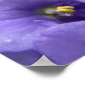 Afdrukken Afrikaanse Violets Macro Floral Poster (Hoek)