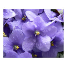 Afdrukken Afrikaanse Violets Macro Floral