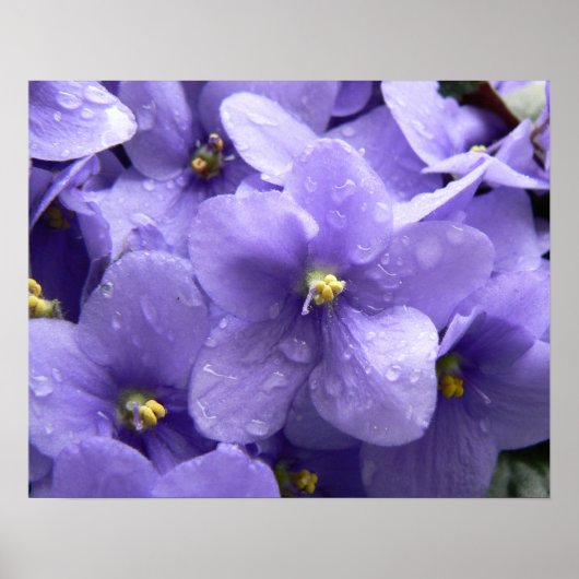 Afdrukken Afrikaanse Violets Macro Floral Poster (Voorkant)