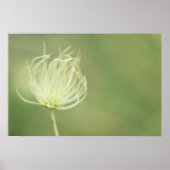 Afdrukken: Apache Plume Poster (Voorkant)