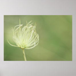 Afdrukken: Apache Plume Poster