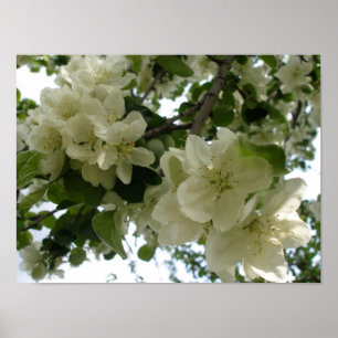 Afdrukken appelboom afvlakken poster