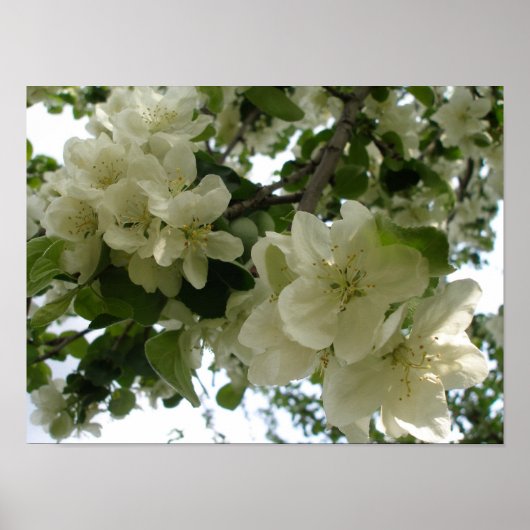 Afdrukken appelboom afvlakken poster (Voorkant)