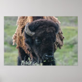 Afdrukken: Bison-portret Poster (Voorkant)