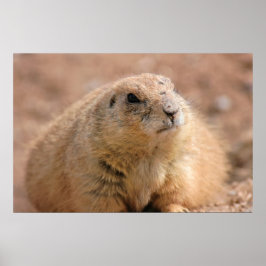 Afdrukken: Black-tailed Prairie Dog Poster