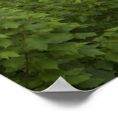 Afdrukken - Blackwater-Herfsten, West Virginia Poster (Hoek)