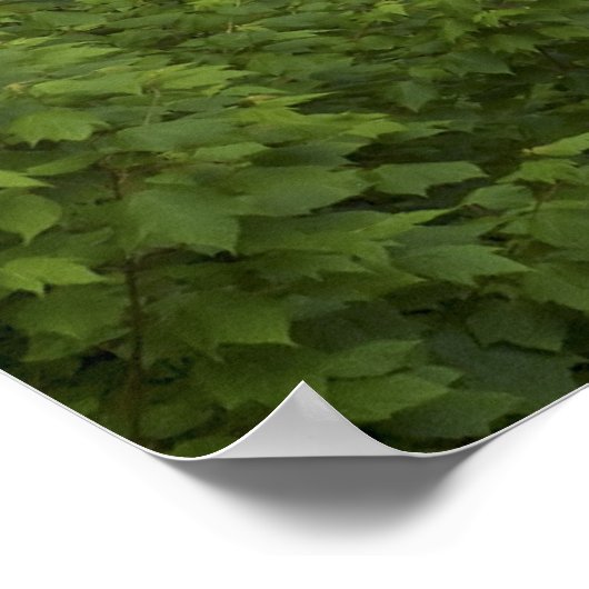 Afdrukken - Blackwater-Herfsten, West Virginia Poster (Hoek)