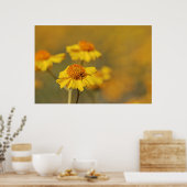 Afdrukken: Brittlebush Flowers Poster (Keuken)
