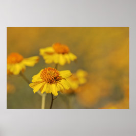 Afdrukken: Brittlebush Flowers Poster