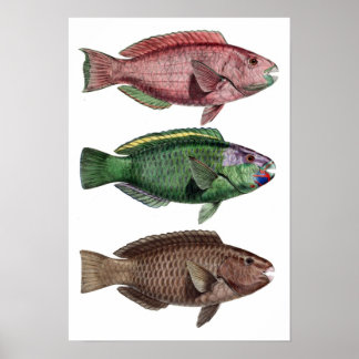 Afdrukken "Chlorurus Troschelii" Poster