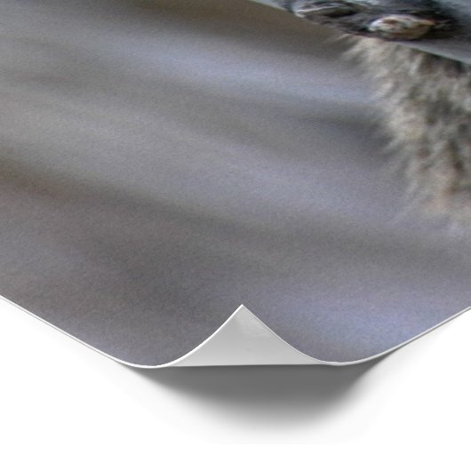 Afdrukken: Coatimundi #2 Poster (Hoek)