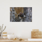 Afdrukken: Coatimundi #2 Poster (Keuken)