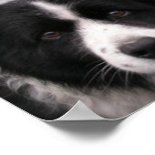 Afdrukken Collie Canvas rand Poster (Hoek)