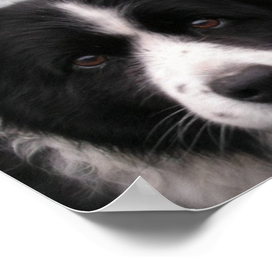 Afdrukken Collie Canvas rand Poster (Hoek)