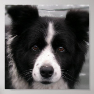 Afdrukken Collie Canvas rand Poster