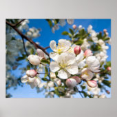 Afdrukken - Crab Apple-bloesems Poster (Voorkant)