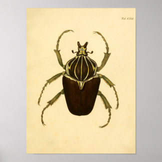 Afdrukken "Entomologie I" Poster