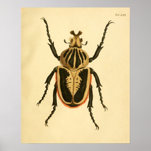 Afdrukken "Entomologie II" Poster (Voorkant)