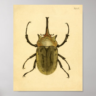Afdrukken "Entomologie IV" Poster