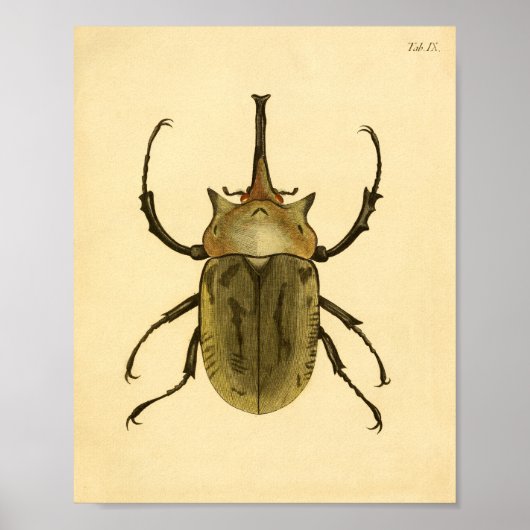 Afdrukken "Entomologie IV" Poster (Voorkant)