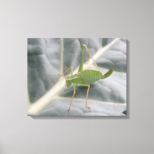 Afdrukken groen cricket Macro Canvas (Voorkant)