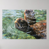 Afdrukken: Groene Zee Turtle Poster (Voorkant)