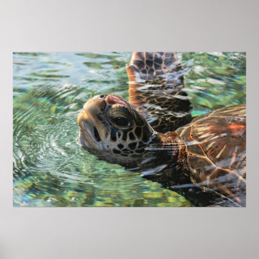 Afdrukken: Groene Zee Turtle Poster (Voorkant)