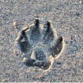 AFDRUKKEN IN DE ZAND HEUPFLES