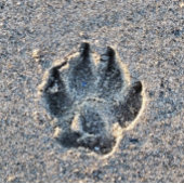AFDRUKKEN IN DE ZAND MAGNEET