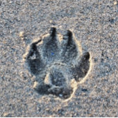 AFDRUKKEN IN DE ZAND WATERFLES 