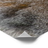 Afdrukken - Kute Lemur Stripey Tail Poster (Hoek)