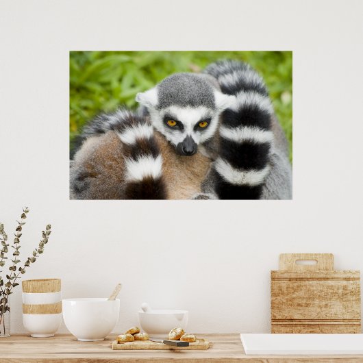 Afdrukken - Kute Lemur Stripey Tail Poster (Keuken)