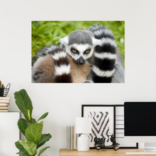 Afdrukken - Kute Lemur Stripey Tail Poster (Thuiskantoor)
