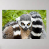 Afdrukken - Kute Lemur Stripey Tail Poster (Voorkant)