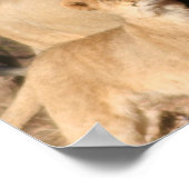 Afdrukken leeuwen en leeuwen poster (Hoek)