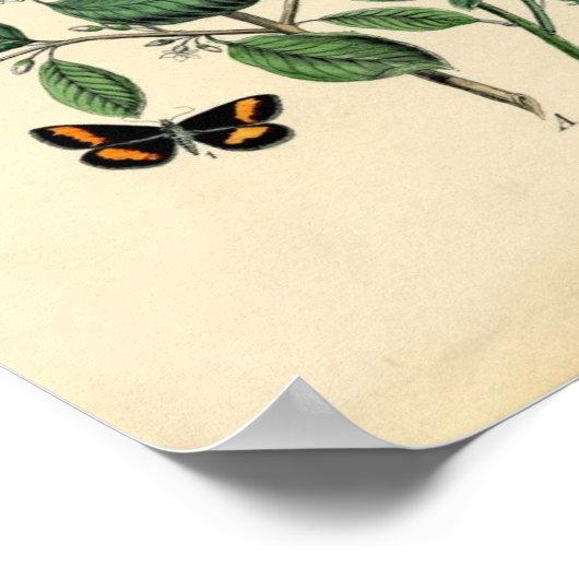  afdrukken - Lepidoptera - Moths & Butterflies Poster (Hoek)