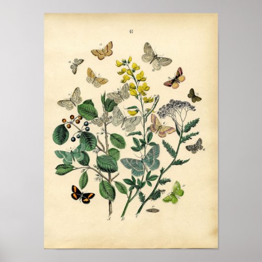 afdrukken - Lepidoptera - Moths & Butterflies Poster (Voorkant)